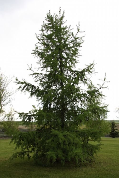 Green Pine Tree Needles
