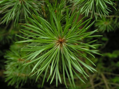 Green Pine