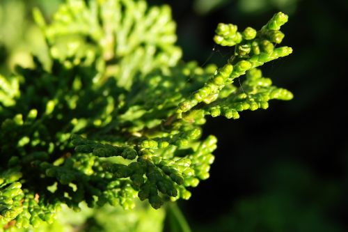 green plant shrub bush