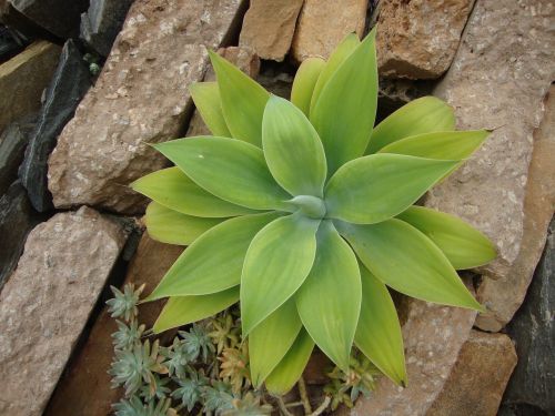 green plant succulent green