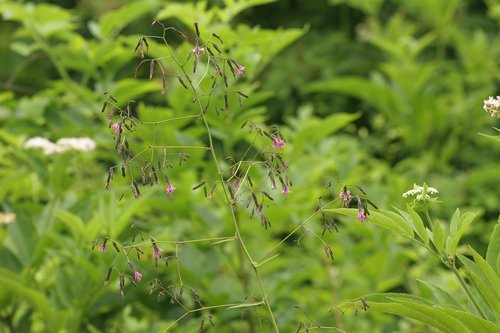 green plant  forest  nature