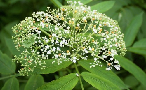 green plant  flower  white