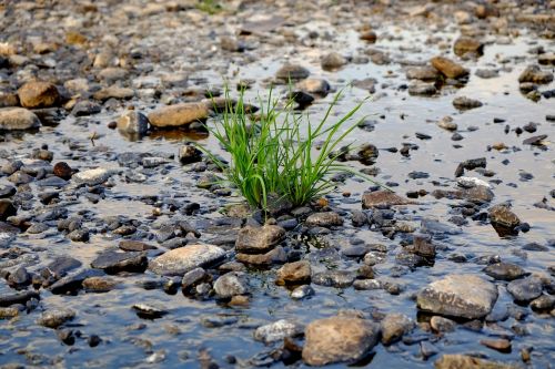 green plant river water