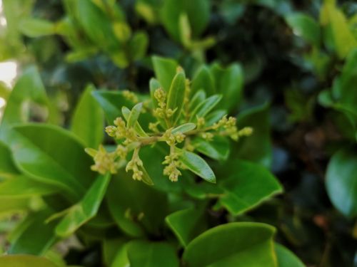 Green Plant Buds Closeup
