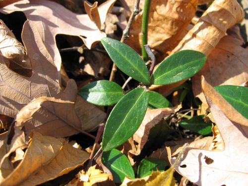 Green Plant In Fall Time