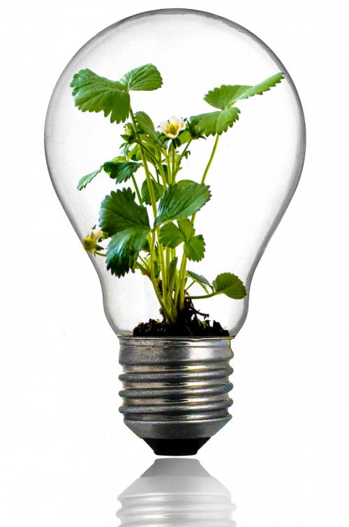 Green Plant In The Light Bulb