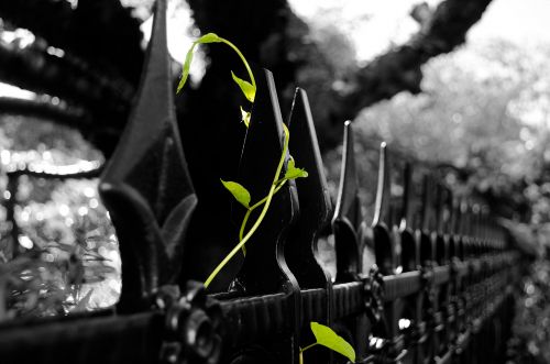 Green Plant On The Iron Fence