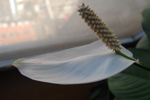 green plants flowering white leaves