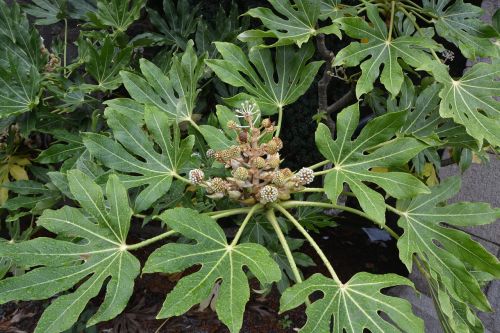 green plants nature massif