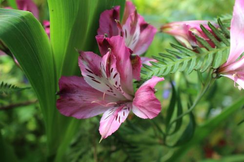 green plants color pink flower