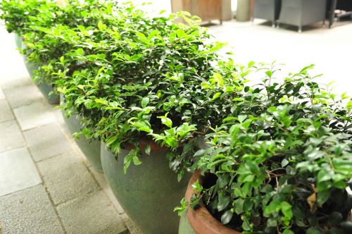 green plants bonsai shanghai xintiandi