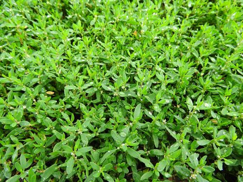 green plants morgentau dewdrop