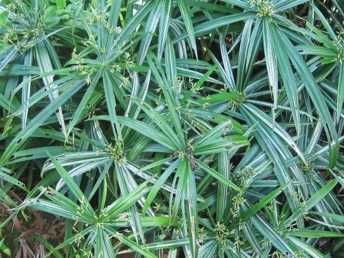 Green Plants In Garden