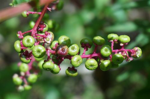 green pokeweed berries berries pokeweed