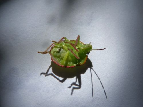 green prasina i pentatomid bug hedionda