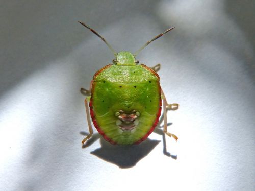 green prasina i pentatomid bug hedionda