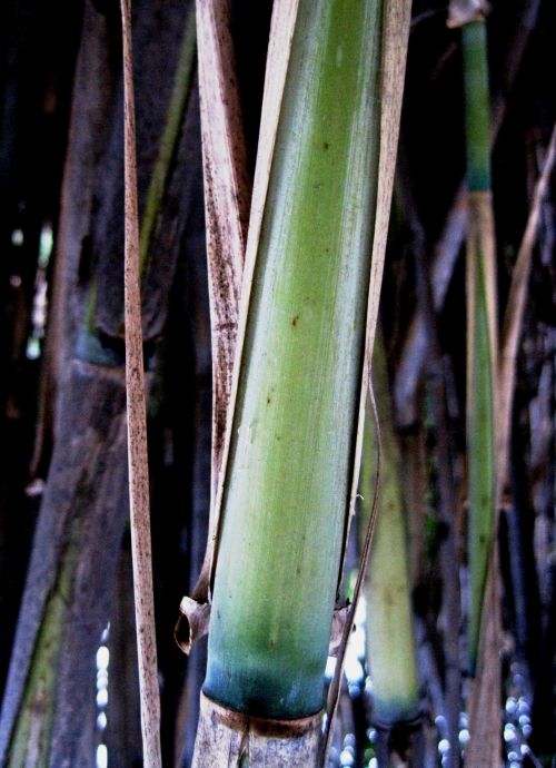 Green Reed
