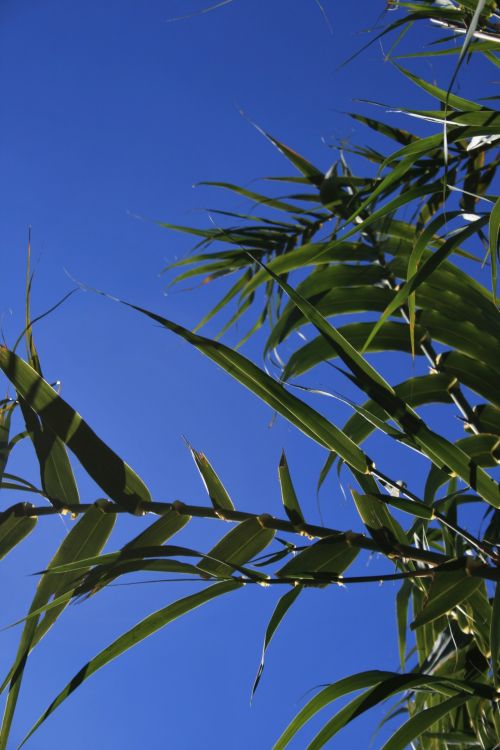 Green Reeds Against The Sky