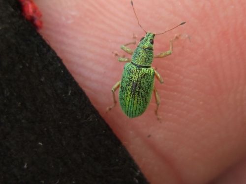 green rüßler phyllobius beetle