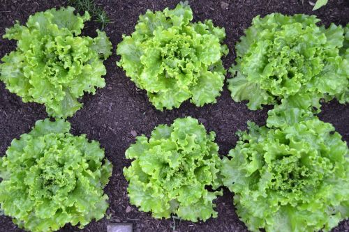 green salad lettuce batavia