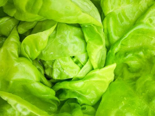 Green Salad Plant Detail