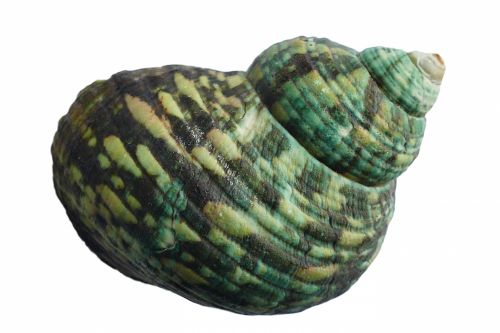 Green Sea Shell