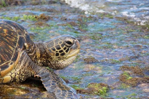 green sea turtle turtle hawaii