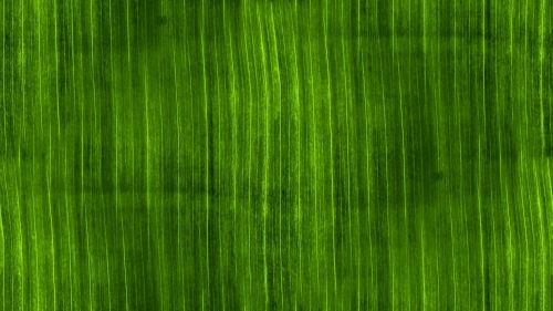 Green Seamless Background