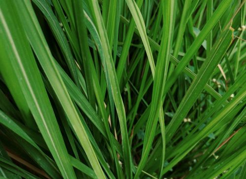 green shrubs reed grass