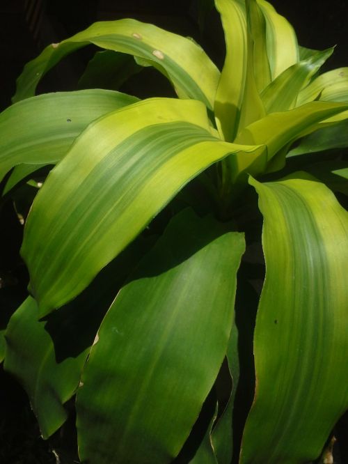 green stick plants green