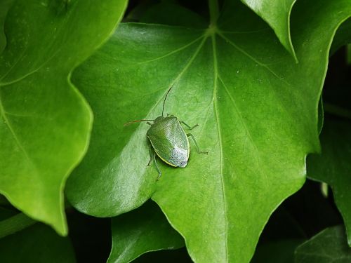 green stink bug insect macro