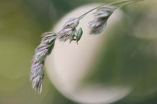 green stinkwanze larval stage palomena prasina