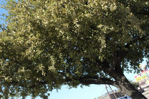 Green Street Trees