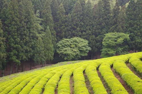 green tea plantation tea nature