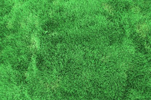 Green Texture Background