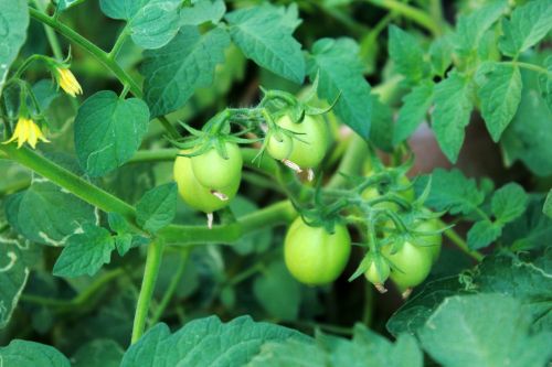 Green Tomato