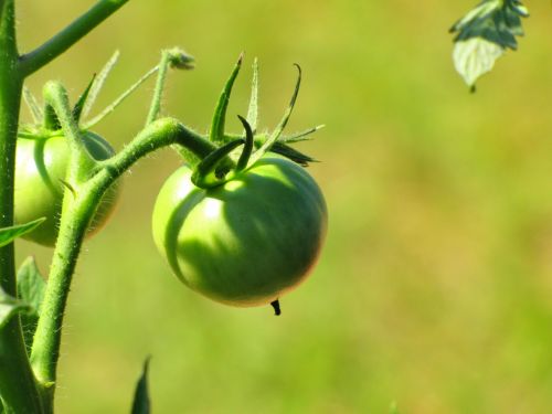 Green Tomato