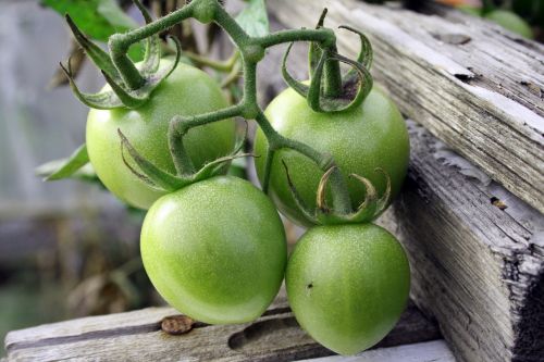 green tomatoes crop vegetables