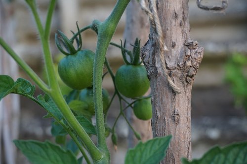 green tomatoes  tomatoes  seedling tomato
