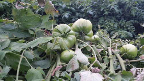 green tomatoes large crop lush