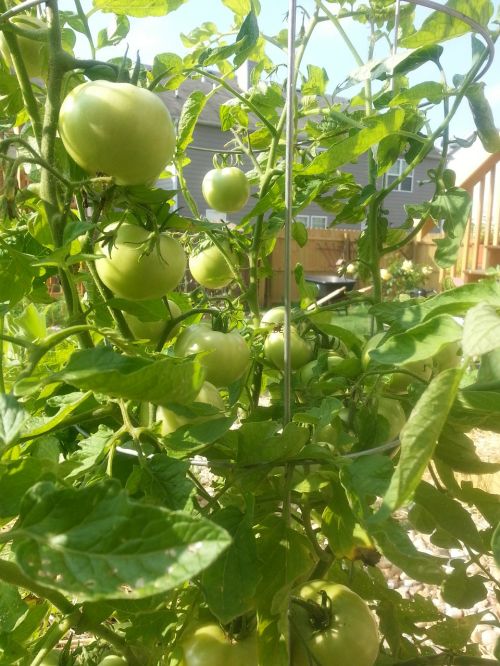 green tomatos garden plant