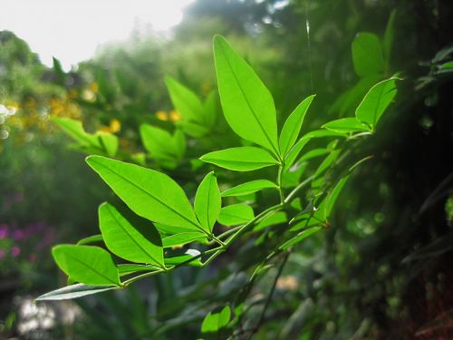 Green Translucent Foliage