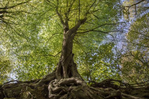 Green Tree