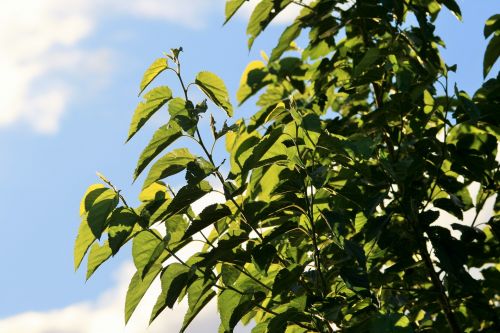 Green Tree Against The Sky