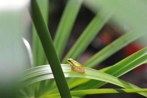 green tree frog small green frog in palm frond green frog in palm frond