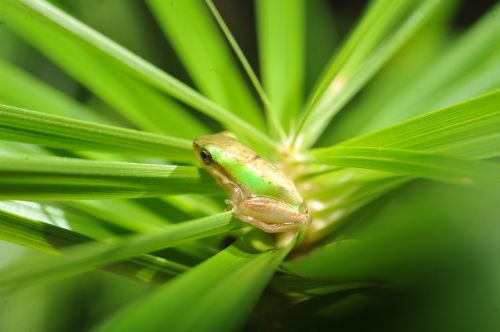 green tree frog small green frog in palm frond green frog in palm frond