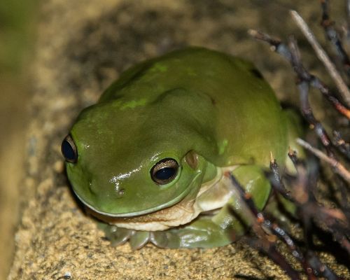 green tree frog frog wildlife