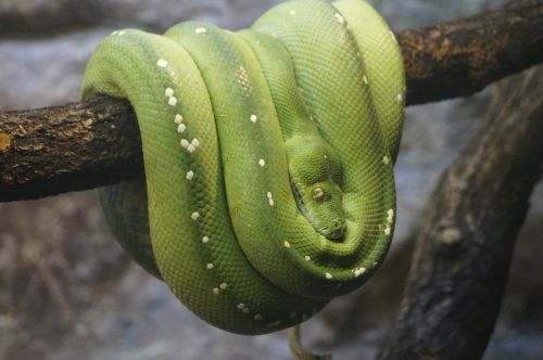 green tree python zoo close