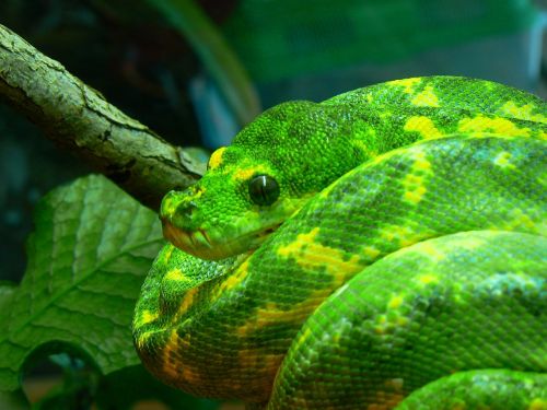 green tree python snake coiled