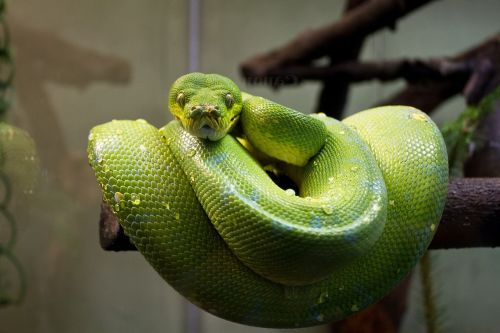 green tree python snake macro